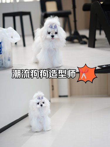 慈溪小狗理发店天花板[色]