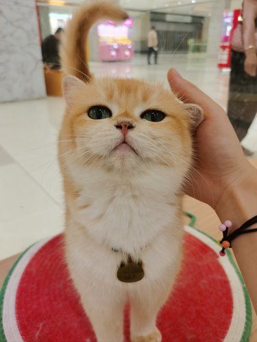 无锡 | 我下班让猫上班