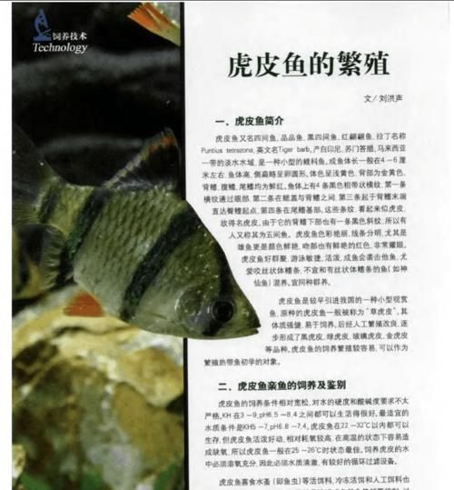 非洲肺鱼的饲养方法（打造健康、稳定的非洲肺鱼养殖环境）