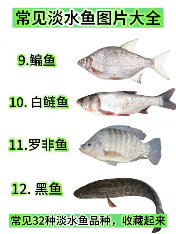 淡水观赏鱼种类,淡水观赏鱼种类大全