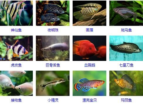 淡水观赏鱼种类,淡水观赏鱼种类大全