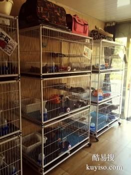 日照郑先生名猫馆猫咪寄养