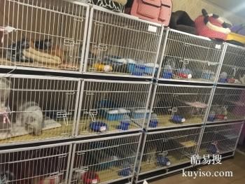 日照郑先生名猫馆猫咪寄养