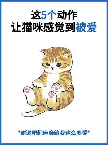 这5个动作，让猫咪感觉自己在被爱！