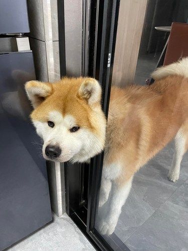 是哪个馋嘴汪，喜欢守在厨房门口等着吃饭[偷笑]