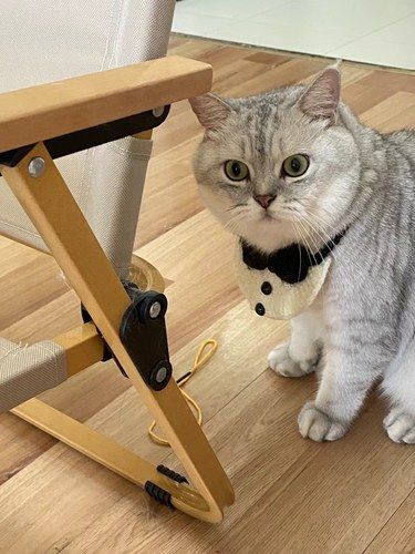 别怀疑!!小猫咪真的很爱很爱你