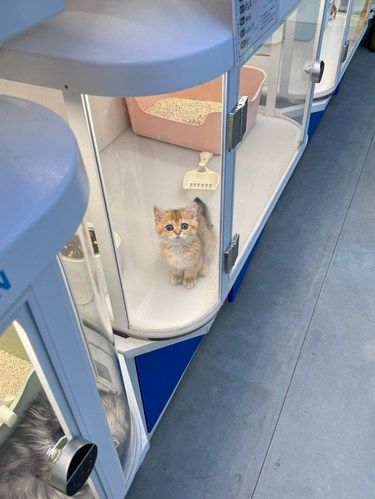 靠谱连锁领猫馆幺社 每一只猫都干干净净