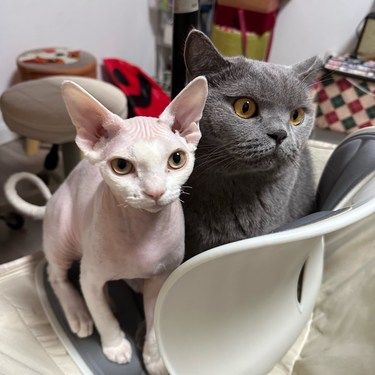 费利威 好朋友系列帮助多猫家庭和睦相处