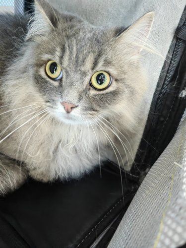 今天猫主子心情复杂了