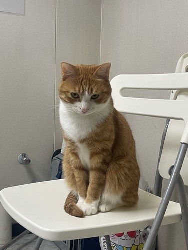 猫咪肩胛骨的秘密