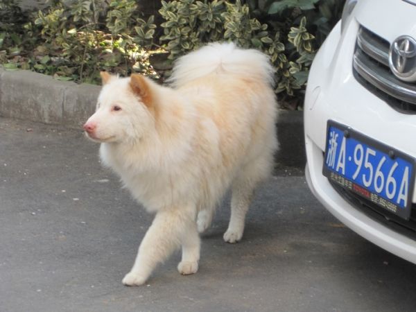 清洁卫生的宠物狗