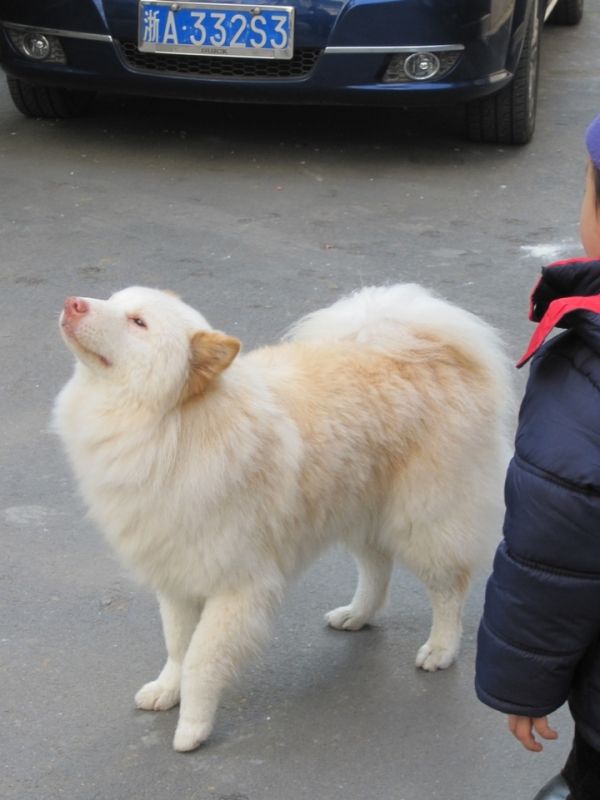 清洁卫生的宠物狗