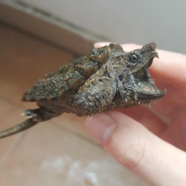 鳄龟为什么成了“工地龟”？鳄龟的特点与饲养方法