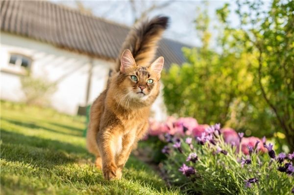 小猫身上跳蚤怎么彻底去除？选好驱虫药就成功了一半！