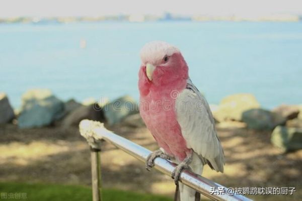 粉色巴丹鹦鹉，其中最“脏”的亚种，厨子也是第一次听这一说法 