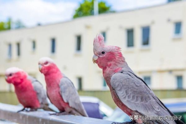 粉色巴丹鹦鹉，其中最“脏”的亚种，厨子也是第一次听这一说法 