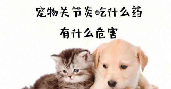狗肚子疼该吃什么药（探究宠物狗肚子疼的原因及治疗方法）