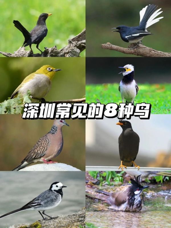 鸟是如何分类的