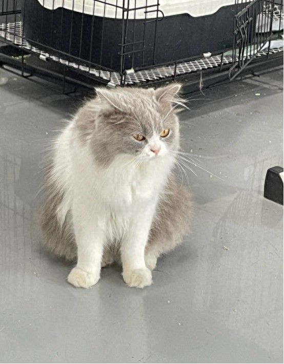 新手养猫基础知识攻略,看完能少踩不少坑!
