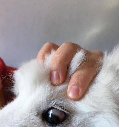 如何帮助宠物狗狗通鼻泪管（15个方法让你的爱犬不再流泪）