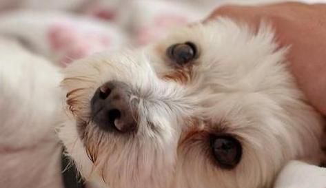 如何帮助宠物狗狗通鼻泪管（15个方法让你的爱犬不再流泪）