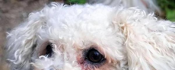 如何帮助宠物狗狗通鼻泪管（15个方法让你的爱犬不再流泪）