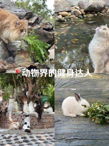 家人、宠物一起去溜圈