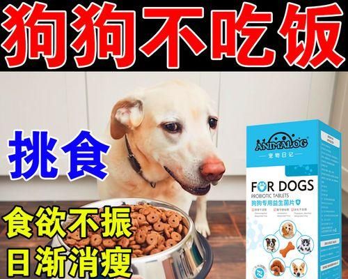 如何解决宠物挑食问题（从饮食规律到食物搭配，教你让宠物爱上吃饭）