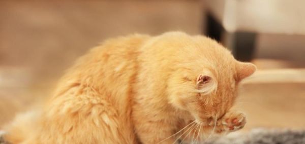 宠物小猫意外吃虫子，应该怎么办（小猫进食虫子的原因及对身体的影响）