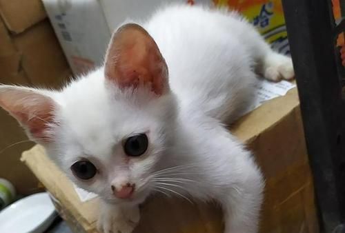 宠物小猫意外吃虫子，应该怎么办（小猫进食虫子的原因及对身体的影响）