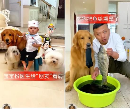 每5秒一场宠物直播 萌宠短视频催生新经济”养活”铲屎官-风君雪科技博客