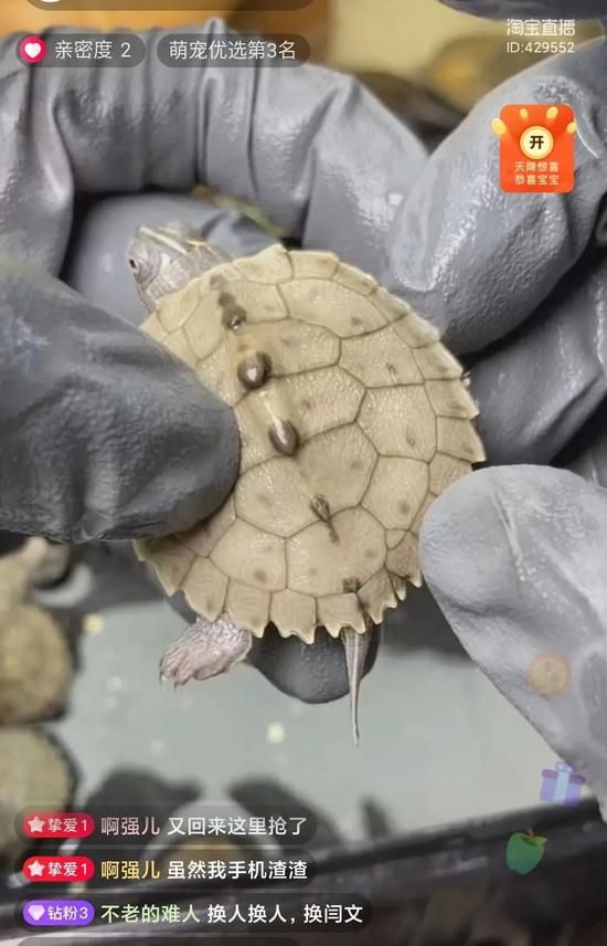 每5秒一场宠物直播 萌宠短视频催生新经济”养活”铲屎官-风君雪科技博客