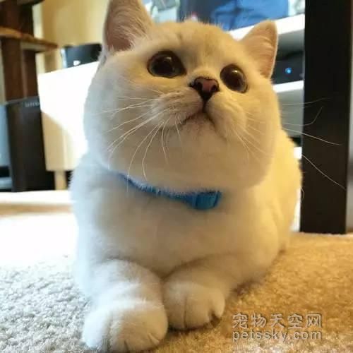 一只自带美瞳的猫咪，让无数少女羡慕