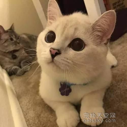一只自带美瞳的猫咪，让无数少女羡慕