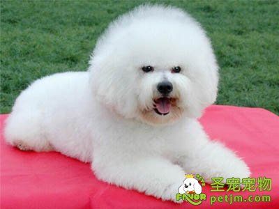 狗狗吃哪些食物会比较好