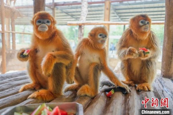 图为：龙之梦动物世界给金丝猴“加餐”西瓜。　太湖龙之梦乐园提供