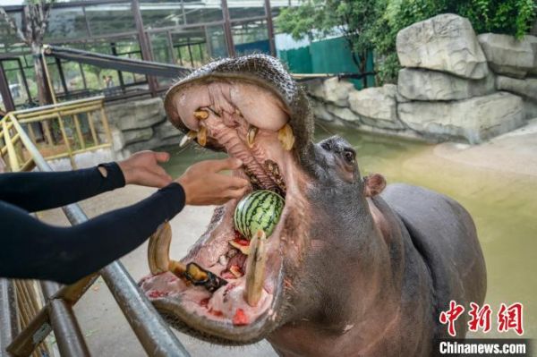 图为：龙之梦动物世界给河马喂西瓜。　太湖龙之梦乐园提供