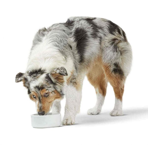 Petco Is Offering Pets and Their Owners Refuge from Extreme Heat 
