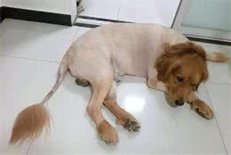 辟谣,为避暑给爱犬剪毛其实不可取,失去被毛后狗狗更容易受高温伤害