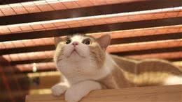 猫咪避暑学问多,如何科学避暑你知道吗?
