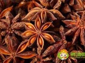 八角种植适应什么地区，八角什么时候施肥最好