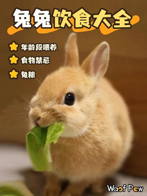 兔子食物食谱,兔子食物食谱大全