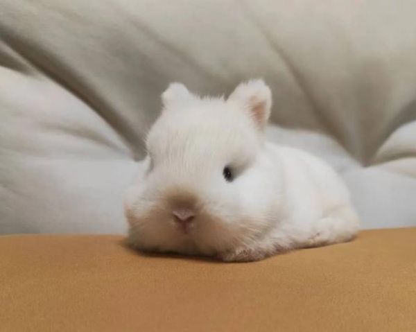 宠物兔适合吃哪些食物?