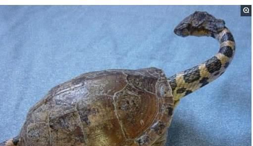 南美蛇颈龟的饲养方法详解（建议、饲料、水质和健康等）