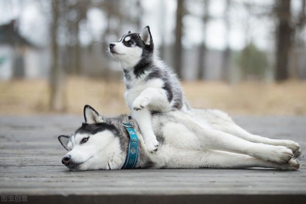 狗生了小狗吃什么营养好一点,母犬生完小狗的饮食