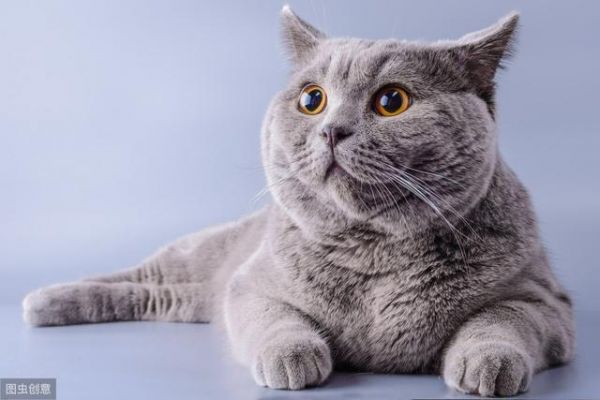 花里胡哨的猫零食并不健康，自制猫零食安全又营养，猫还超爱吃