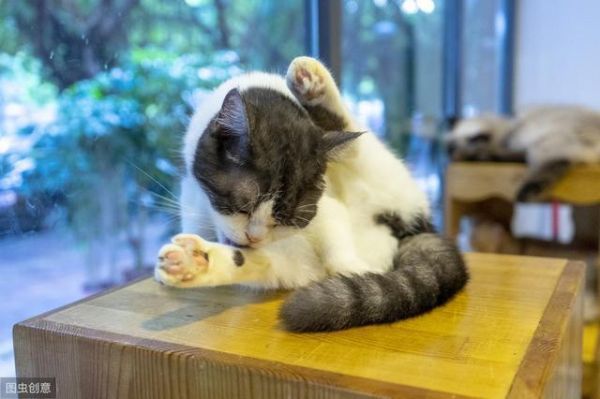 花里胡哨的猫零食并不健康，自制猫零食安全又营养，猫还超爱吃