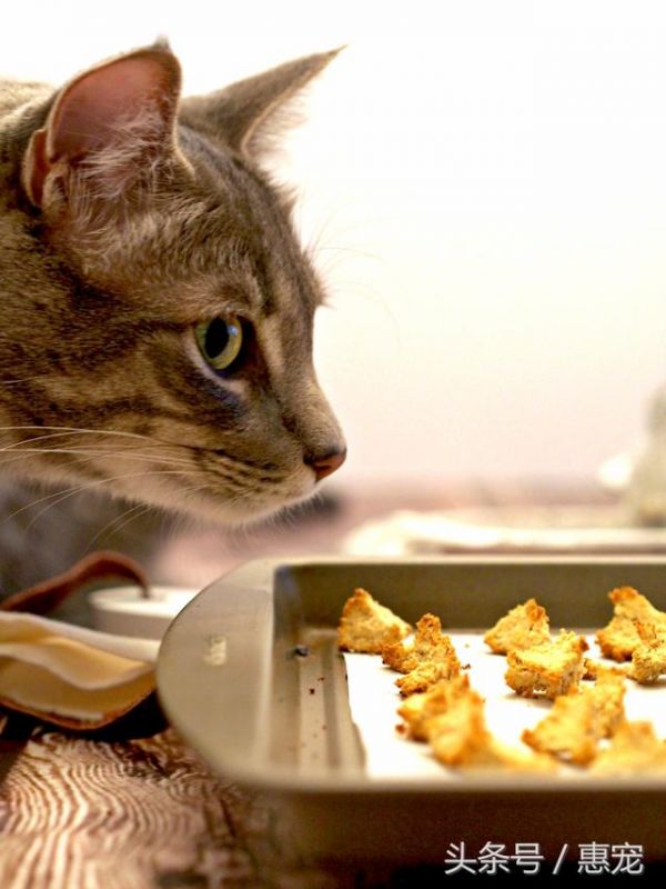 好吃不麻烦，教你3个超简单虏获猫咪胃口的自制猫零食！