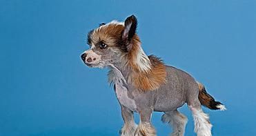 如何正确护理你的冠毛犬幼犬（从营养、卫生、训练三方面详解，助你养出健康可爱的宠物）