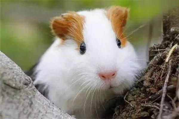 怎么饲养荷兰猪？